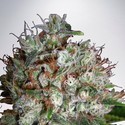 Big Bud XXL (Ministry of Cannabis) feminizowane