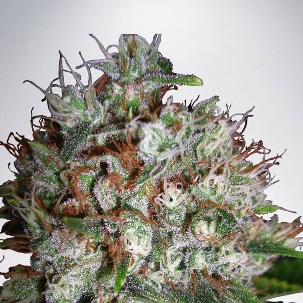 Big Bud XXL (Ministry of Cannabis) feminizowane