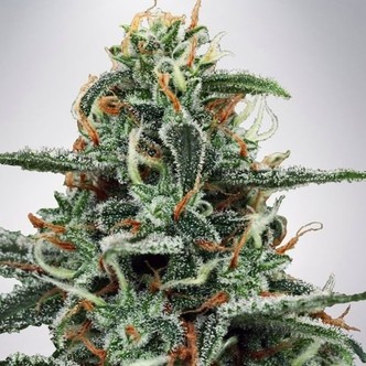 White Widow (Ministry of Cannabis) feminizowane
