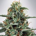 White Widow (Ministry of Cannabis) feminizowane