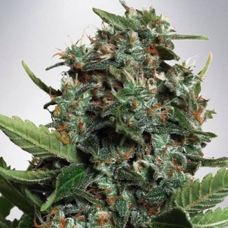 Autopilot XXL (Ministry of Cannabis) nasiona marihuany feminizowane