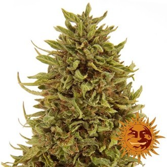Pineapple Express Automat (Barney's Farm) feminizowane