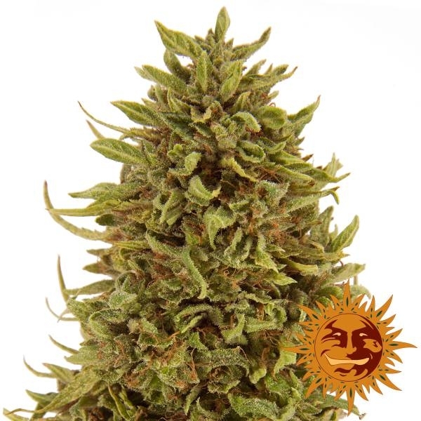Pineapple Express Automat (Barney's Farm) feminizowane
