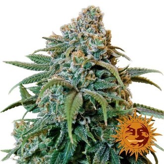 Liberty Haze (Barney's Farm) nasiona marihuany feminizowane