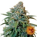 Liberty Haze (Barney's Farm) nasiona marihuany feminizowane