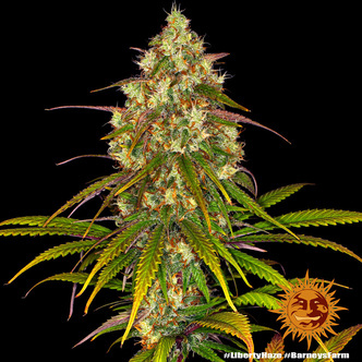 Liberty Haze (Barney's Farm) nasiona marihuany feminizowane