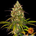 Liberty Haze (Barney's Farm) nasiona marihuany feminizowane