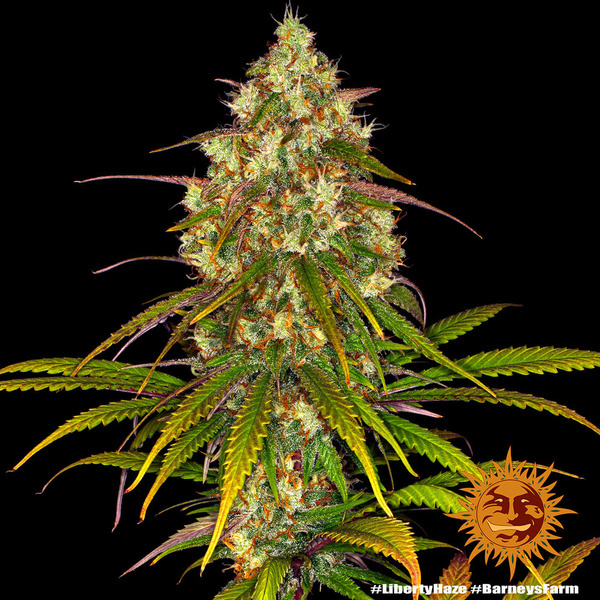 Liberty Haze (Barney's Farm) nasiona marihuany feminizowane