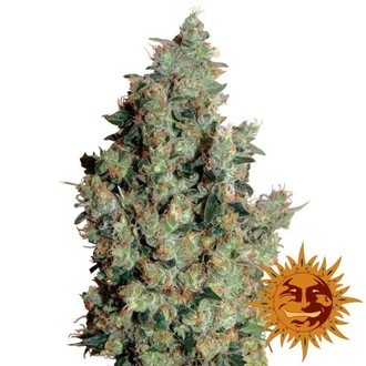 Tangerine Dream (Barney's Farm) feminizowane
