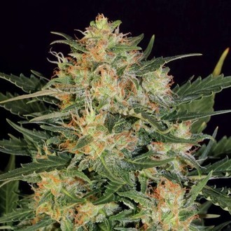 Automat White Russian (Serious Seeds) feminizowane