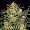 Automat White Russian (Serious Seeds) feminizowane