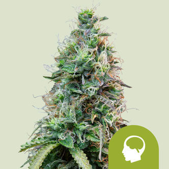 Amnesia Haze Automat (Royal Queen Seeds) feminizowane
