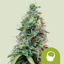 Amnesia Haze Automat (Royal Queen Seeds) feminizowane