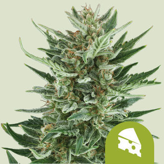 Royal Cheese Automat (Royal Queen Seeds) feminizowane