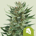 Royal Cheese Automat (Royal Queen Seeds) feminizowane
