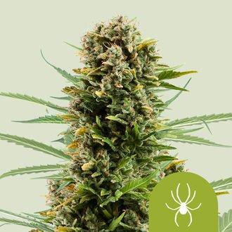 White Widow Automat (Royal Queen Seeds) feminizowane