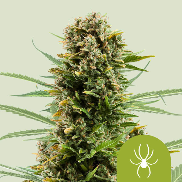 White Widow Automat (Royal Queen Seeds) feminizowane