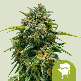 Sweet Skunk Automat (Royal Queen Seeds) feminizowane