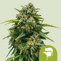 Sweet Skunk Automat (Royal Queen Seeds) feminizowane