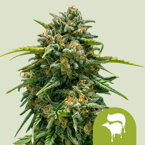 Sweet Skunk Automat (Royal Queen Seeds) feminizowane