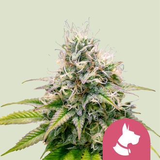 Kali Dog (Royal Queen Seeds) feminizowane