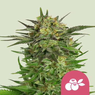 Haze Berry (Royal Queen Seeds) feminizowane