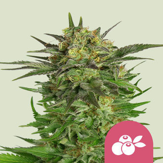 Haze Berry (Royal Queen Seeds) feminizowane