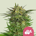 Haze Berry (Royal Queen Seeds) feminizowane