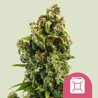 Sour Diesel (Royal Queen Seeds) feminizowane