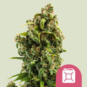 Sour Diesel (Royal Queen Seeds) feminizowane