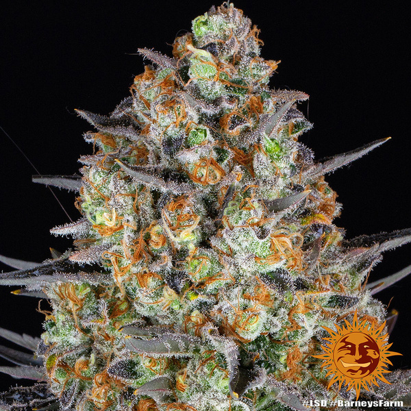 LSD (Barney's Farm) feminizowane