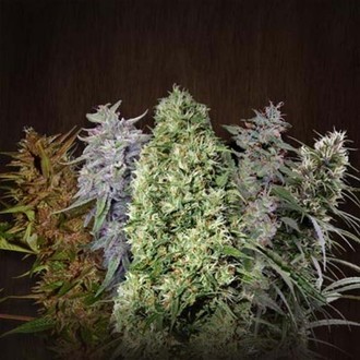 ACE Mix (ACE Seeds) feminizowane