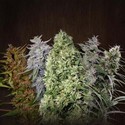 ACE Mix (ACE Seeds) feminizowane