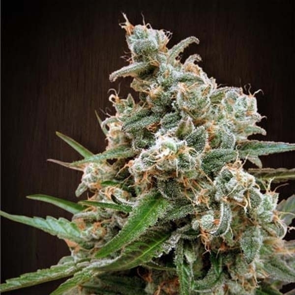 Nepal Jam (ACE Seeds) feminizowane