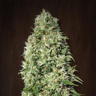 Orient Express (ACE Seeds) feminizowane
