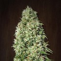 Orient Express (ACE Seeds) feminizowane
