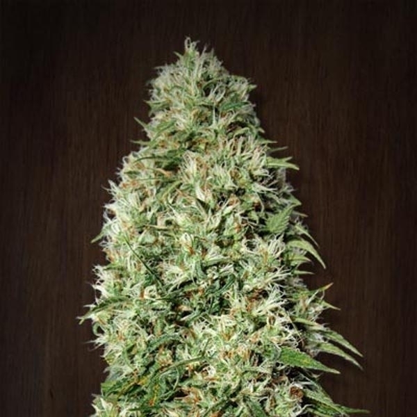 Orient Express (ACE Seeds) feminizowane