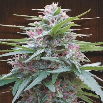 Panama (ACE Seeds) feminizowane