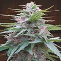 Panama (ACE Seeds) feminizowane