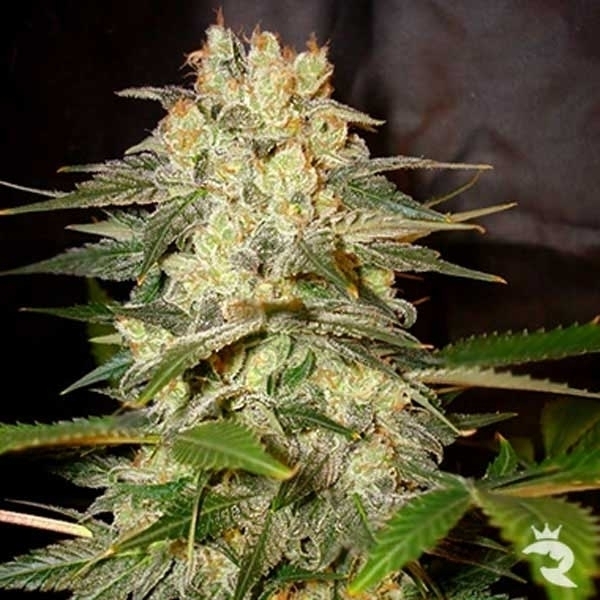 Afghan Kush Ryder Automat (World Of Seeds) feminizowane