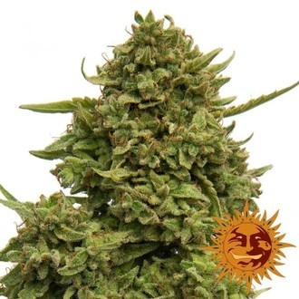 Pineapple Chunk (Barney's Farm) feminizowane