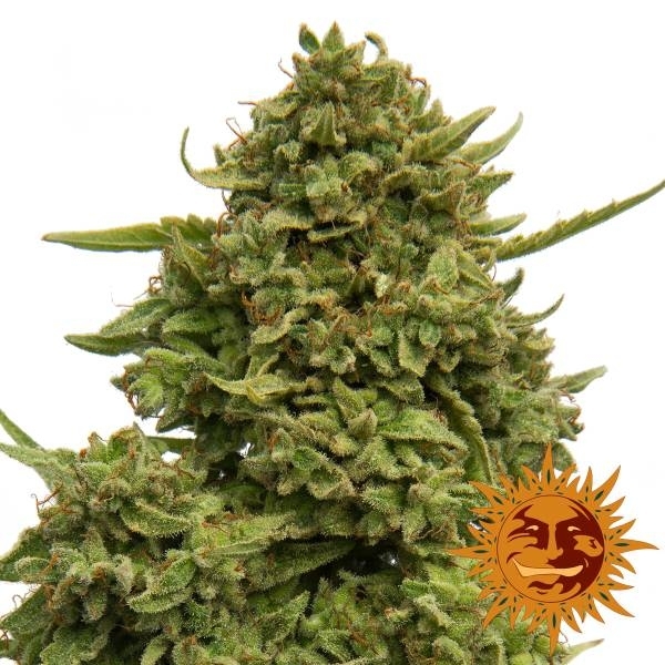Pineapple Chunk (Barney's Farm) feminizowane