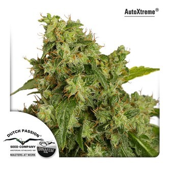 Auto Xtreme (Dutch Passion) feminizowane