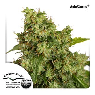 Auto Xtreme (Dutch Passion) feminizowane
