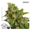 Auto Xtreme (Dutch Passion) feminizowane