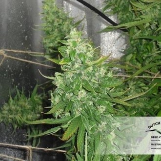 Auto Xtreme (Dutch Passion) feminizowane