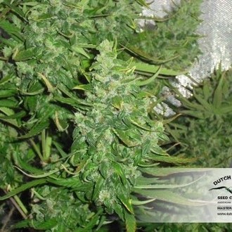 Auto Xtreme (Dutch Passion) feminizowane