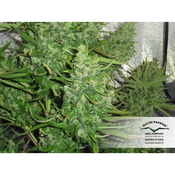 Auto Xtreme (Dutch Passion) feminizowane