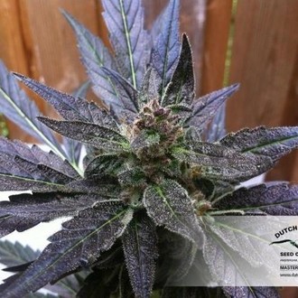 Auto Xtreme (Dutch Passion) feminizowane