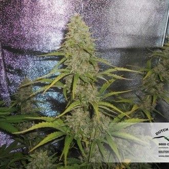 Auto Xtreme (Dutch Passion) feminizowane